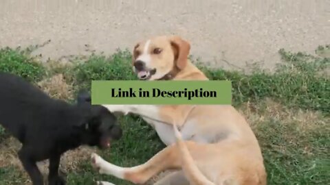 Dogs Playing In A Backyard. Slow Motion Footage, dogs, dog, slow motion dog, motion #shorts