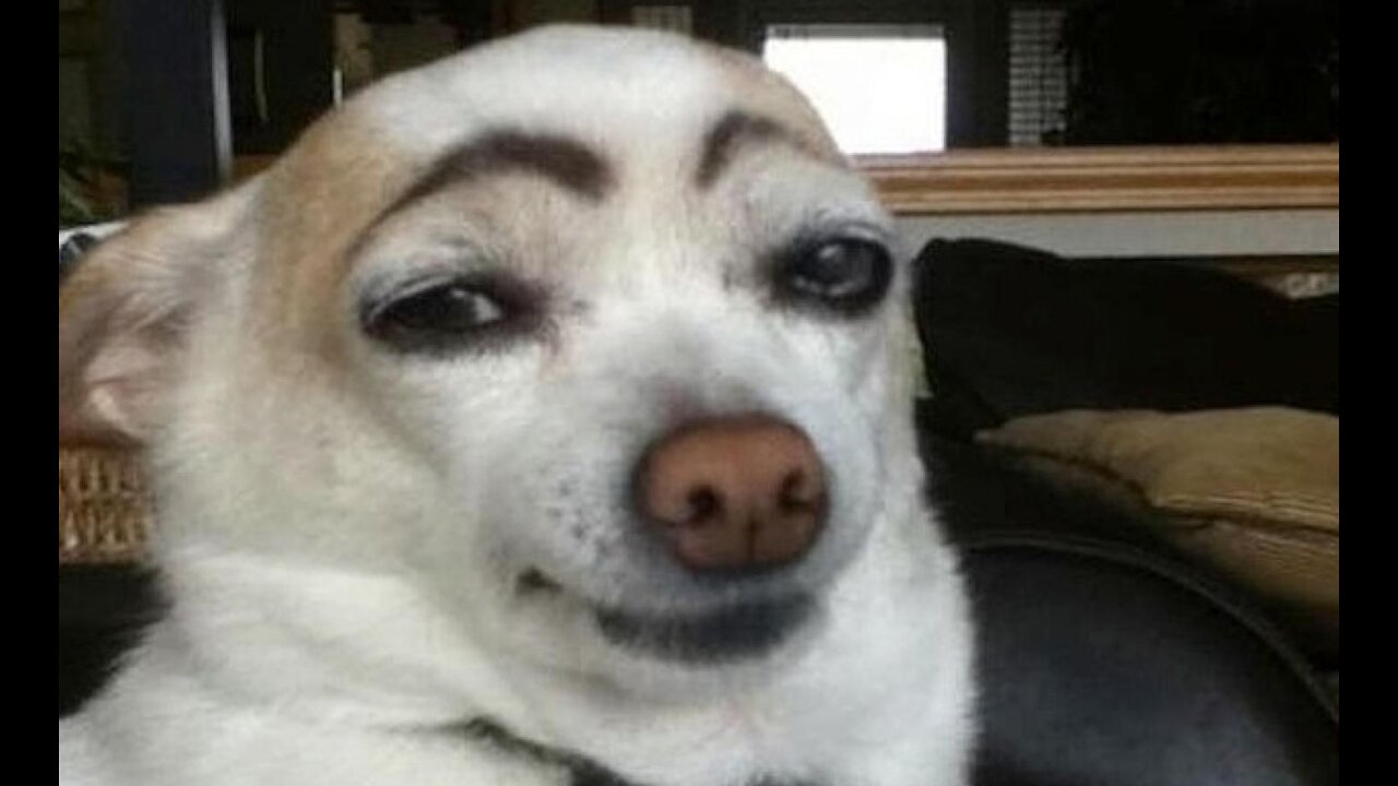 Cute And Funny Pets | Try Not To Laugh To These Pets Compilationđź’—