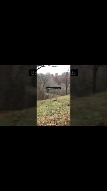 Bobcat at 10 yards