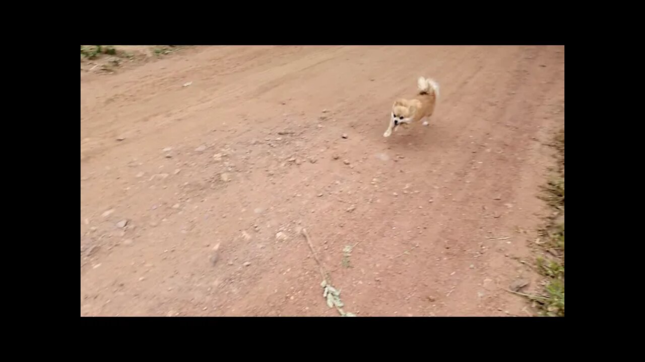 Pomeranian Sprinting SLOW MOTION