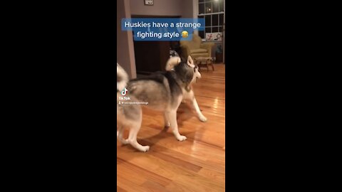 Huskies fight weird 😂😂