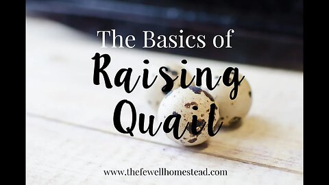 The Basics of Raising Quail