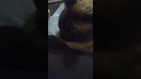 WHAT DOES IT MEAN WHEN YOUR CATS EARS ARE COLD?