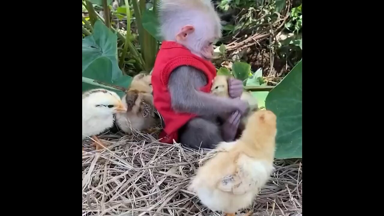 Monkey’s Best Friends