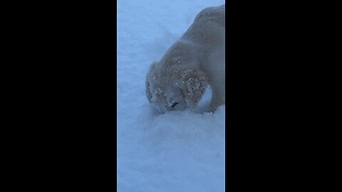 Puppy playing in snow..