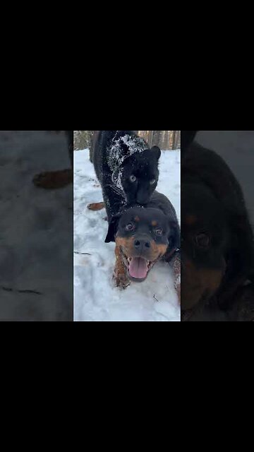 They are very different, but they love each other ❤️🐾