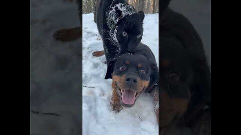 They are very different, but they love each other ❤️🐾