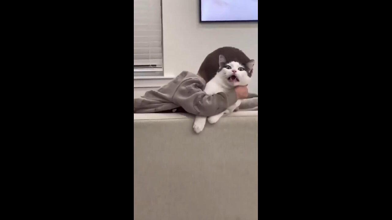 very funny cat and dogs compilation-😂😂😂😂😂😂