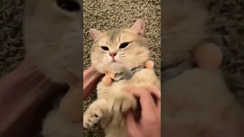 This the Amazing Cat is Telephone #Shorts #smfun