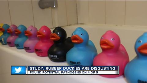 Yucky ducky? Study reveals bath-time toy's dirty secret