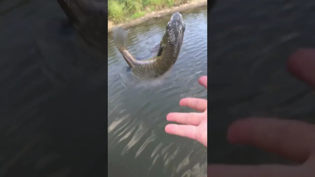 Bluegill #getreel #catchingfish