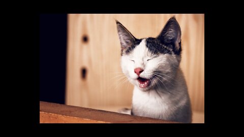 Funny Video For You part 2