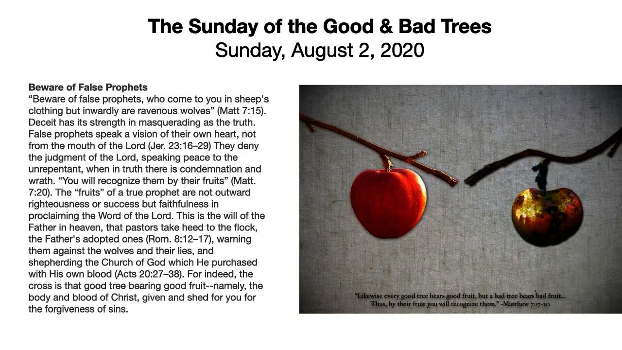 The Sunday of the Good and the Bad Trees - Trinity 8 - August 2, 2020