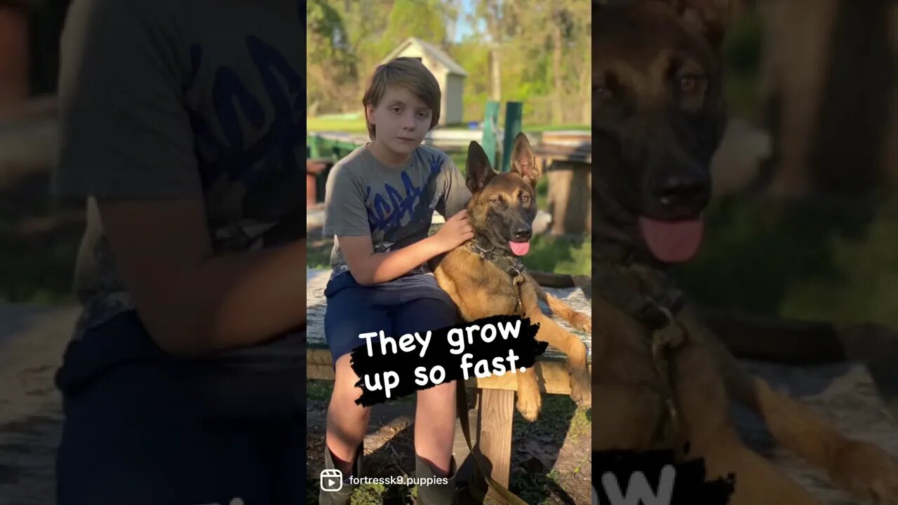 Malinois pups grow up so fast