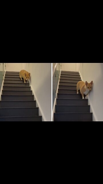 Food-motivated Pup Humorously Trots Down The Stairs