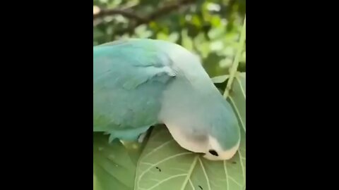 Where parrots put the material for building nests during its collection