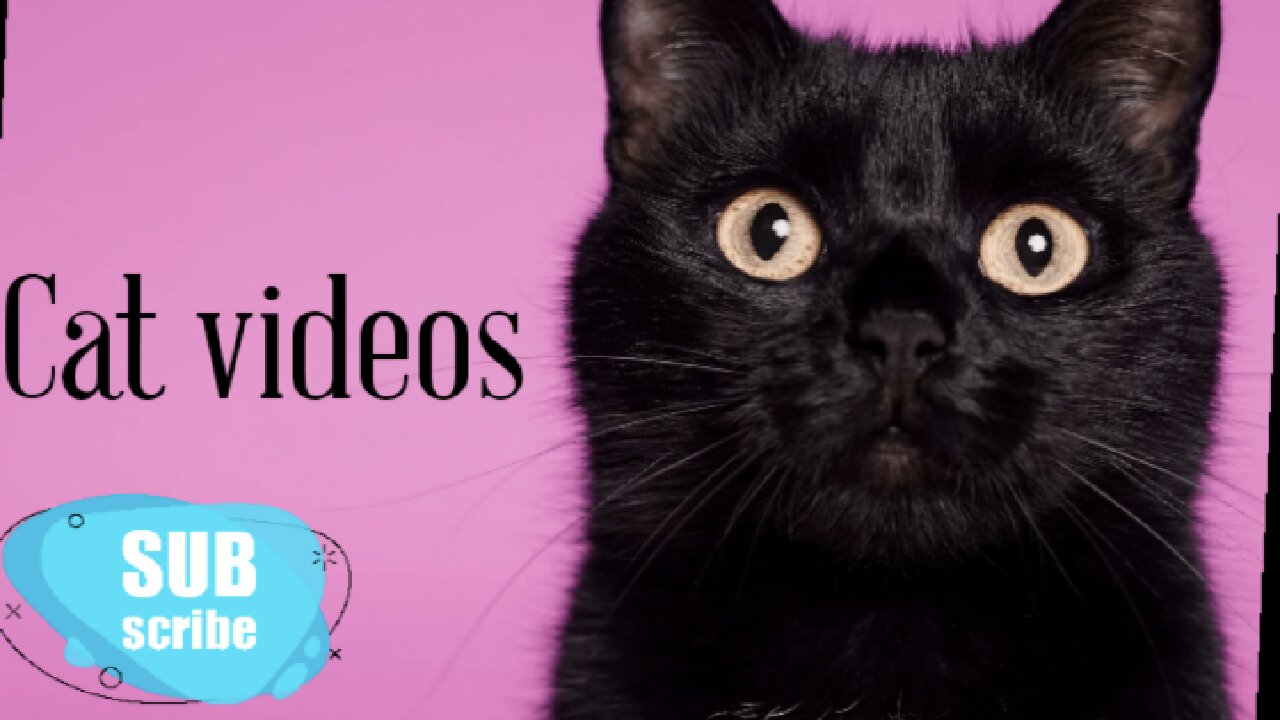 How to Dog video training...