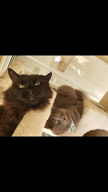 Lunabug loves curtains