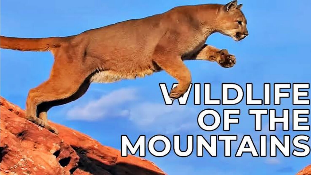 World of the Wild | The American Mountains | Episode 08