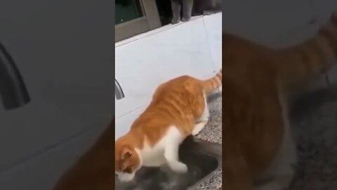 Funny Cats #cutecat #shorts #funnycats #catvideos