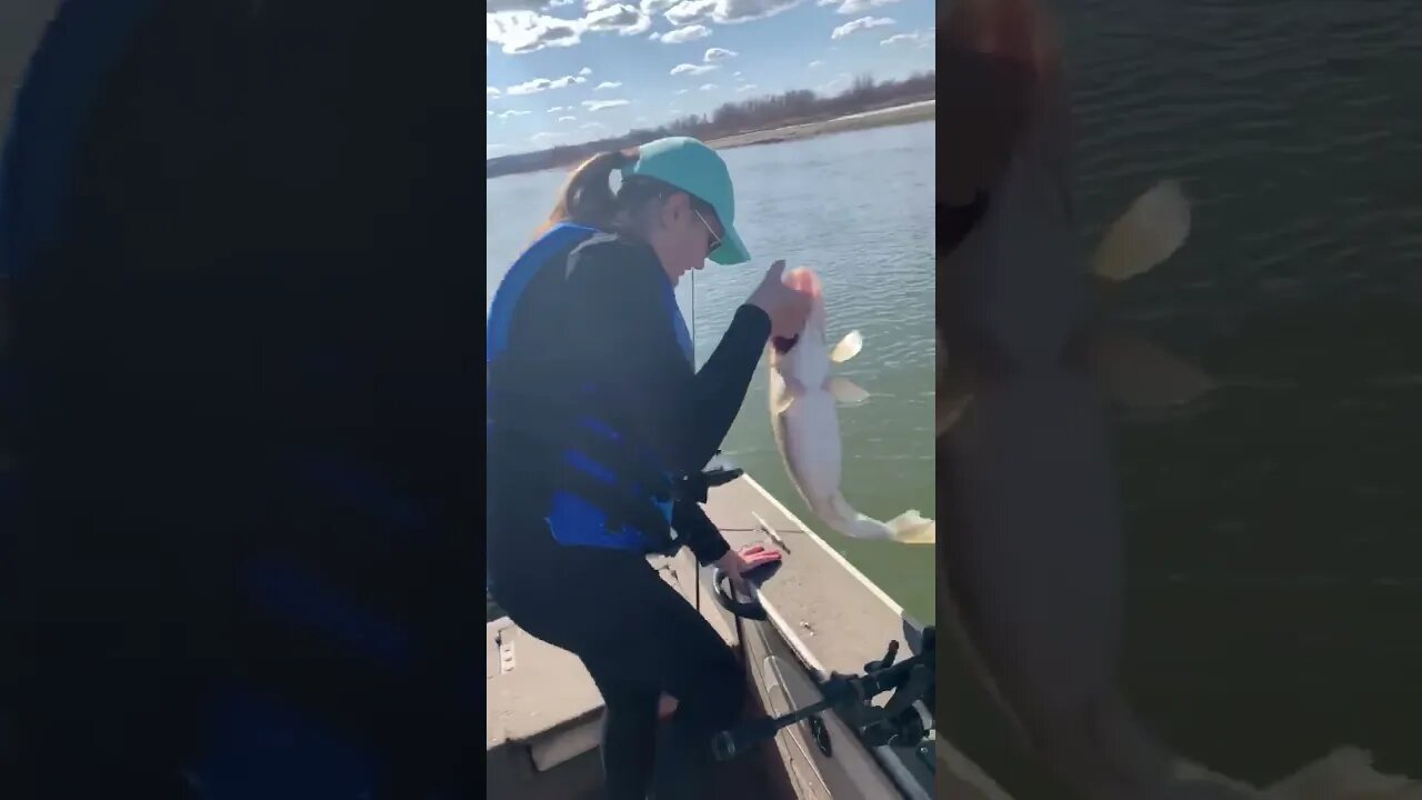 Releasing a Missouri River hog!