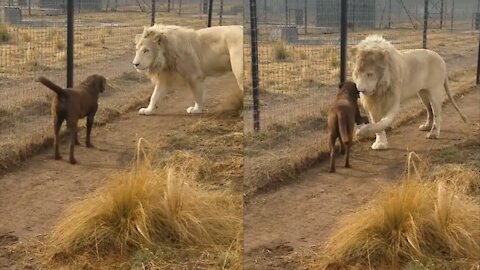 Lion asking dog for forgiveness 🐶