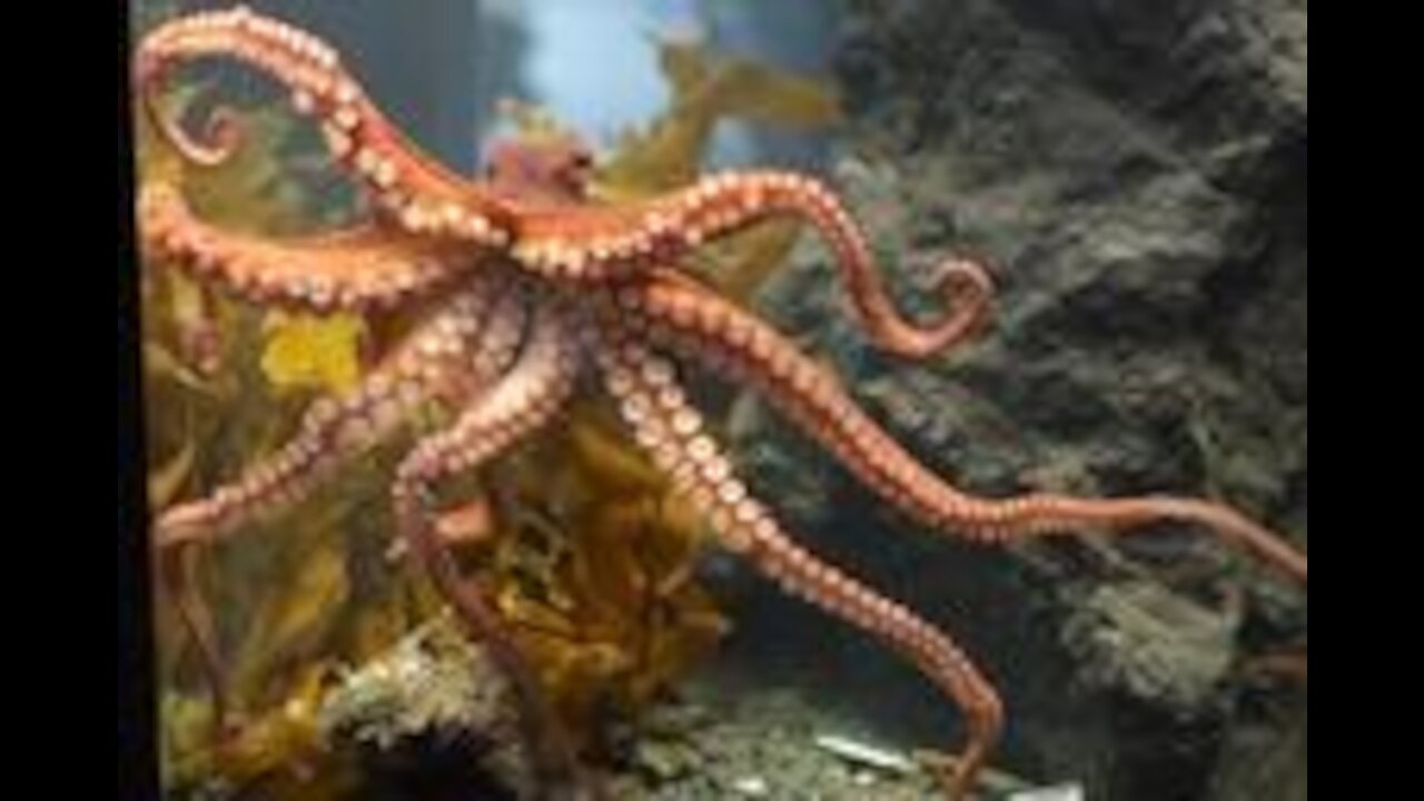 Interesting Facts About Octopus 2