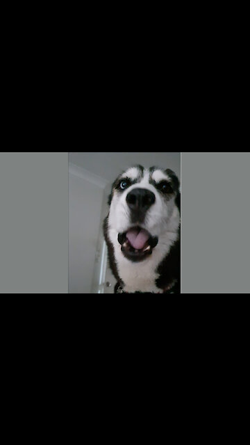 Husky wants to go to the park, hilariously argues with owner