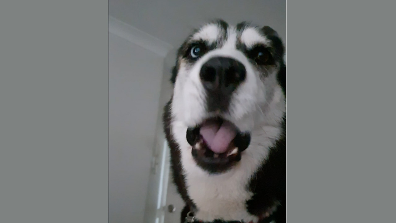 Husky wants to go to the park, hilariously argues with owner