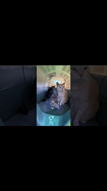 A Cats' Room With a View! The Cats have a new Outdoor Playroom