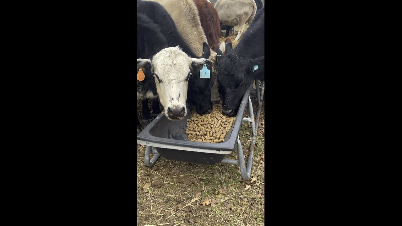 Feeding time and learning trust