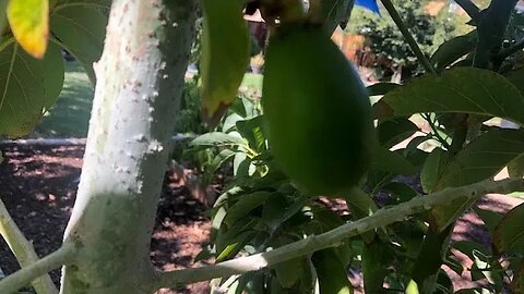 Avocado tree fertilizer scheduling, mulch and prep for flowering season