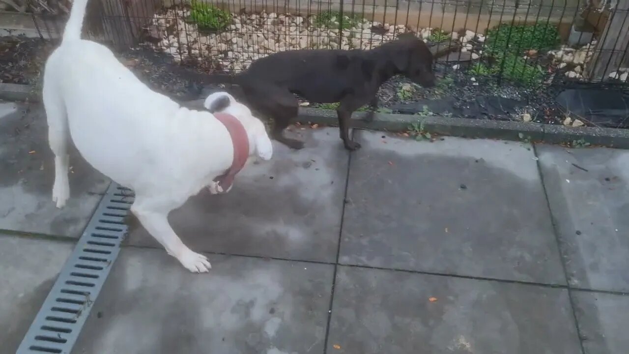 Run FLAX visiting. Jocko bred Irish Staffordshire Bull Terrier and Patterdale Terrier. Bull & Fell