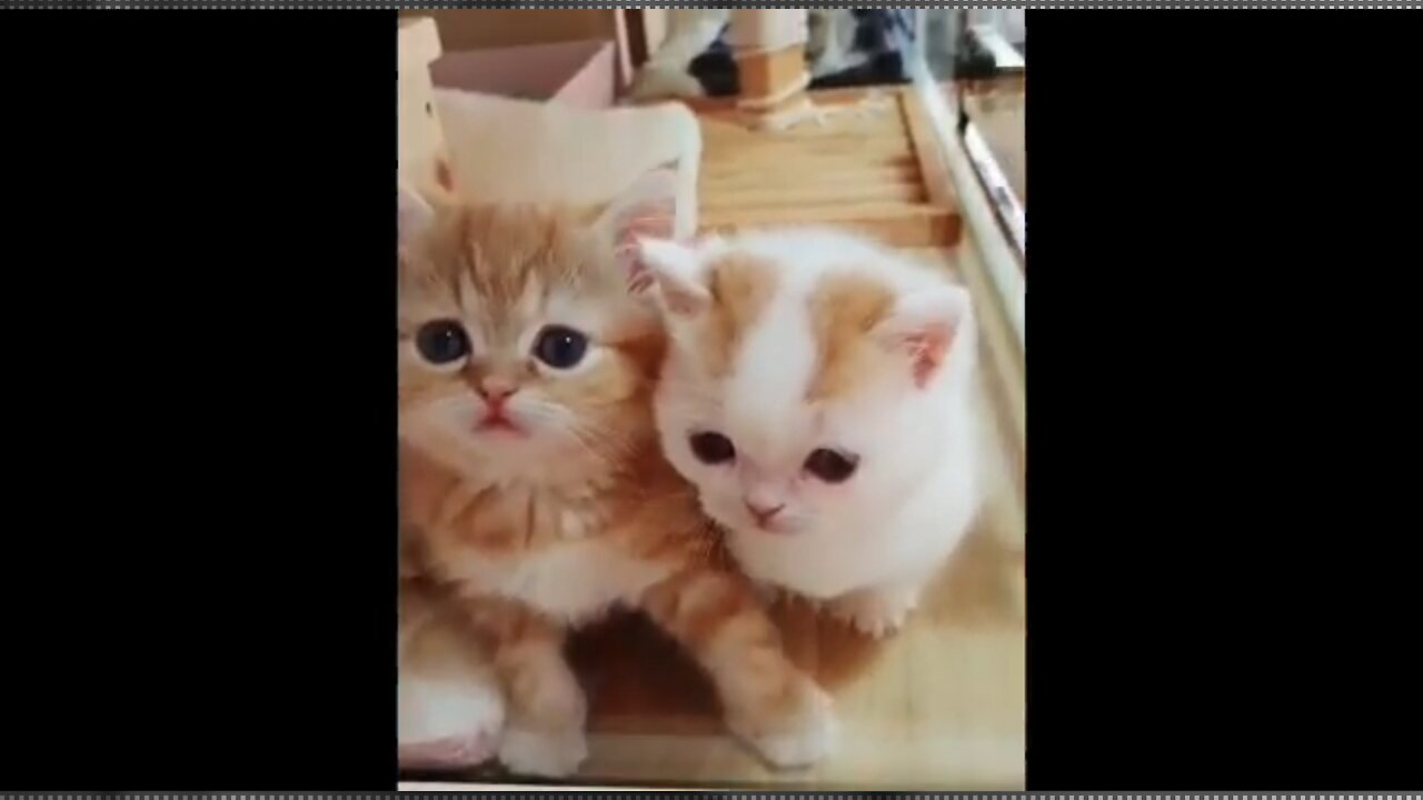 CUTEST CATS - Funny and Cute Cat Compilation 2021 part I