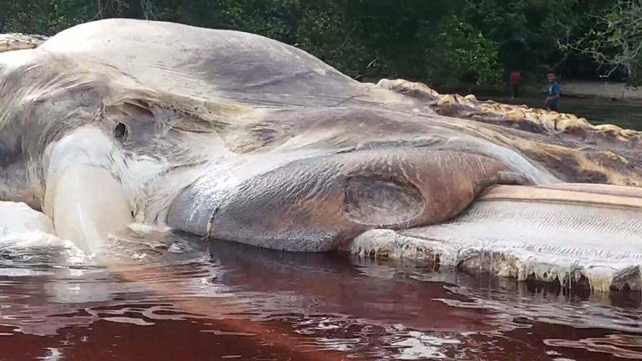 Creature found on rivers and lakes are quite different from sea.