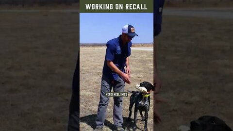 Bird Dog Training:Working on Recall