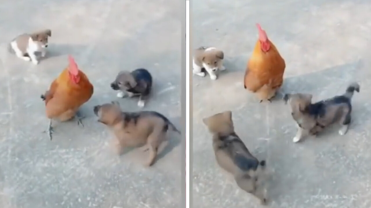 Three cute puppies are dancing around this confused chicken