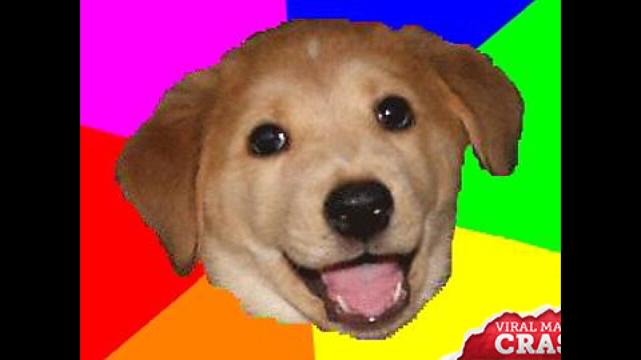 Cute Animal Tik Tok Compilation Best Animals