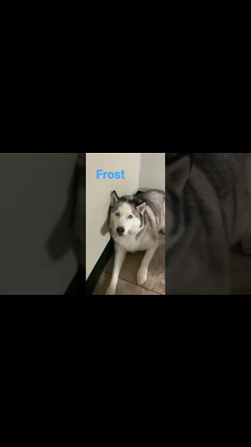 [Shorts 0177] FROST [#dogs #doggos #doggos #puppies #dogdaycare]