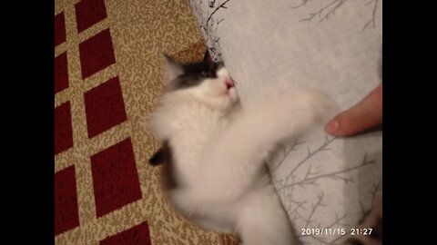 Cute Cat Chases his Tail and Shakes Hands