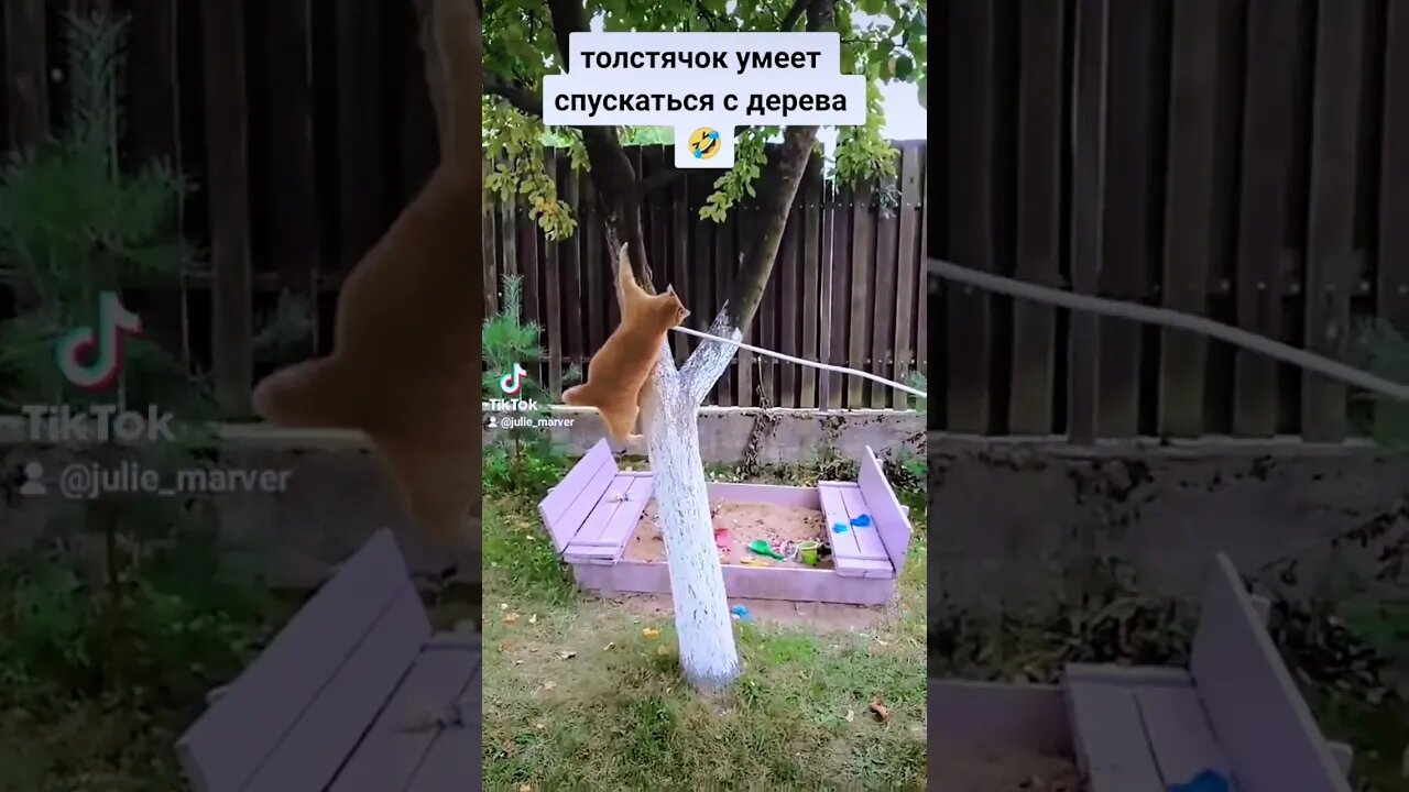 Как снять кота с дерева 🥴