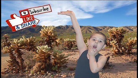 My Trip To The Cactus Garden in Arizona