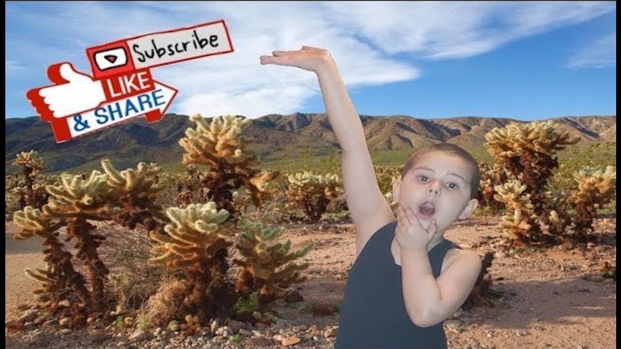 My Trip To The Cactus Garden in Arizona