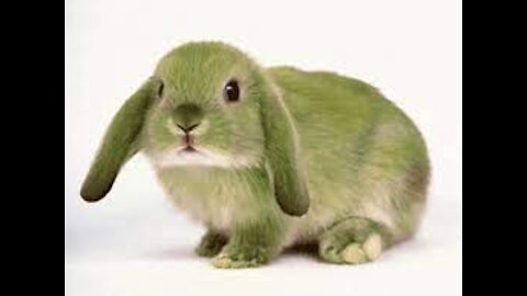Cute green rabbit Tiktok |Bunny Rabbit what is this?! #shorts