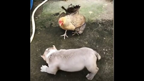 Chicken VS Dog Fight - Funny Dog Fight Videos