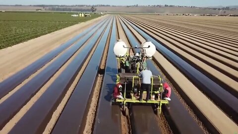 How To Produce Billions Of Strawberries In California