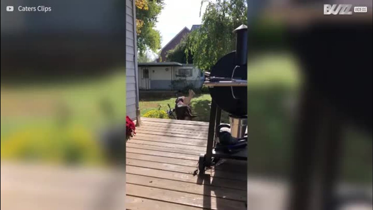 Un cerf fait connaissance avec un chien