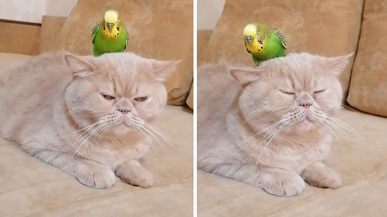 Cat shockingly lets parrot sit on top of her head