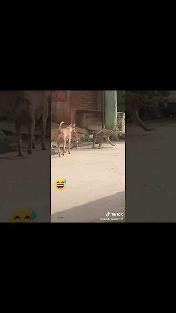 Super Funny Animal Video that Will Make You Laugh Out Loud | Keep Laughing