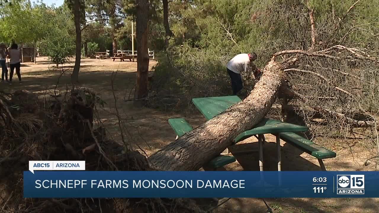 Schnepf Farms sees sever monsoon damage